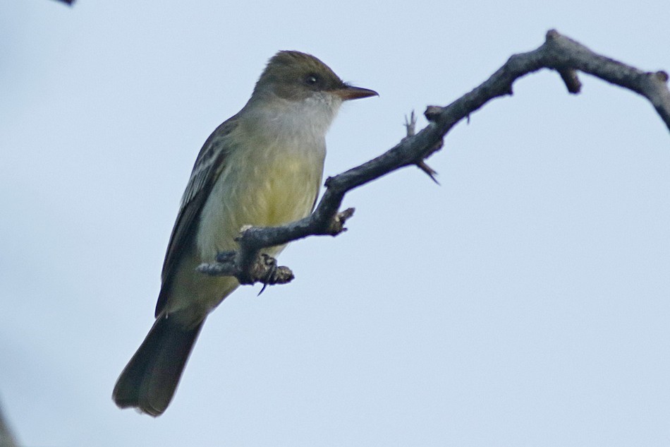 Swainson's Flycatcher - ML187488031