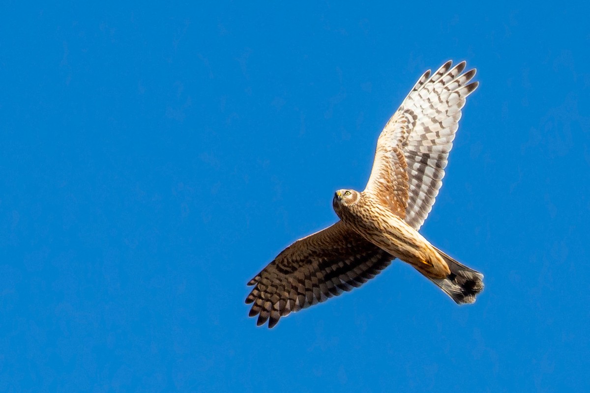 Hen Harrier - ML187488221