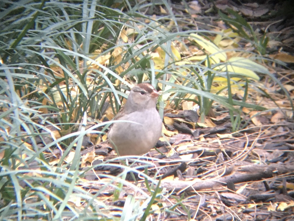 White-crowned Sparrow - ML187488271