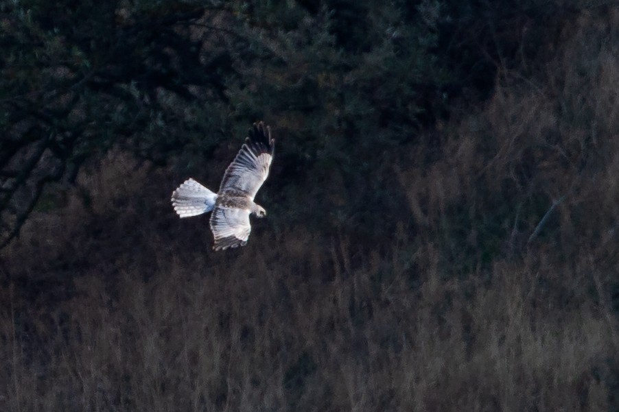 Hen Harrier - ML187489271