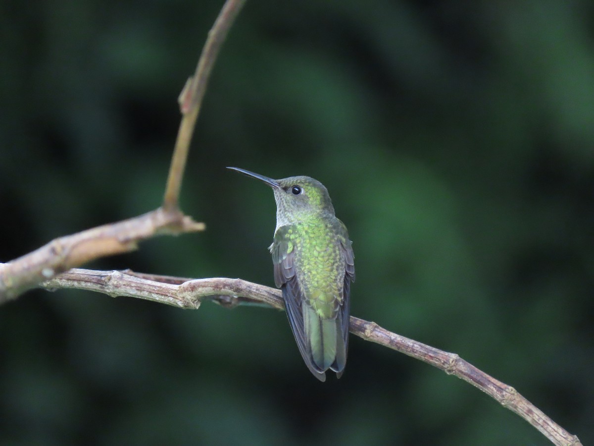 Scaly-breasted Hummingbird - Karla Lara