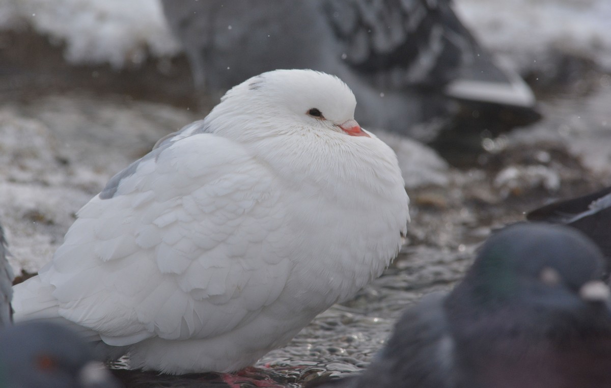 Rock Pigeon (Feral Pigeon) - ML187491641