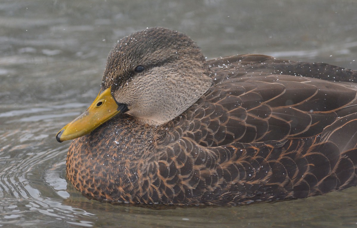 Canard noir - ML187491651