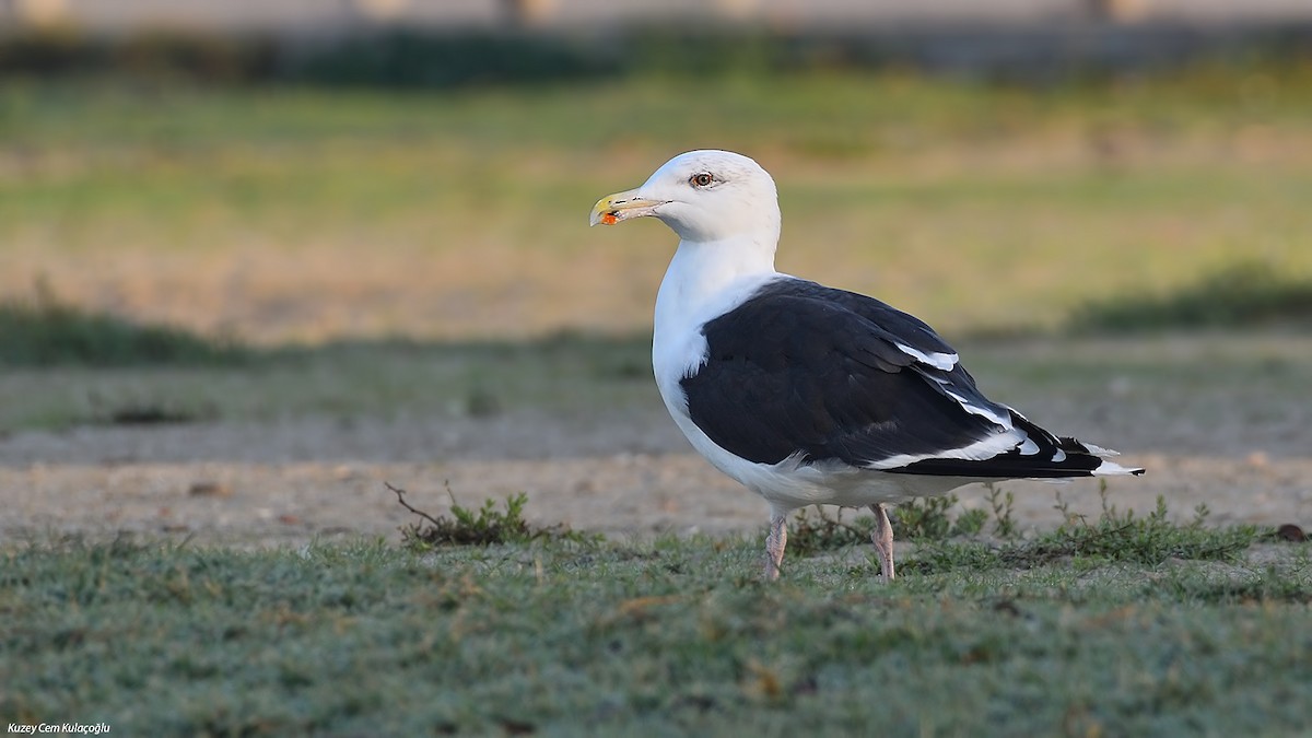 Great Black-backed Gull - Kuzey Cem Kulaçoğlu