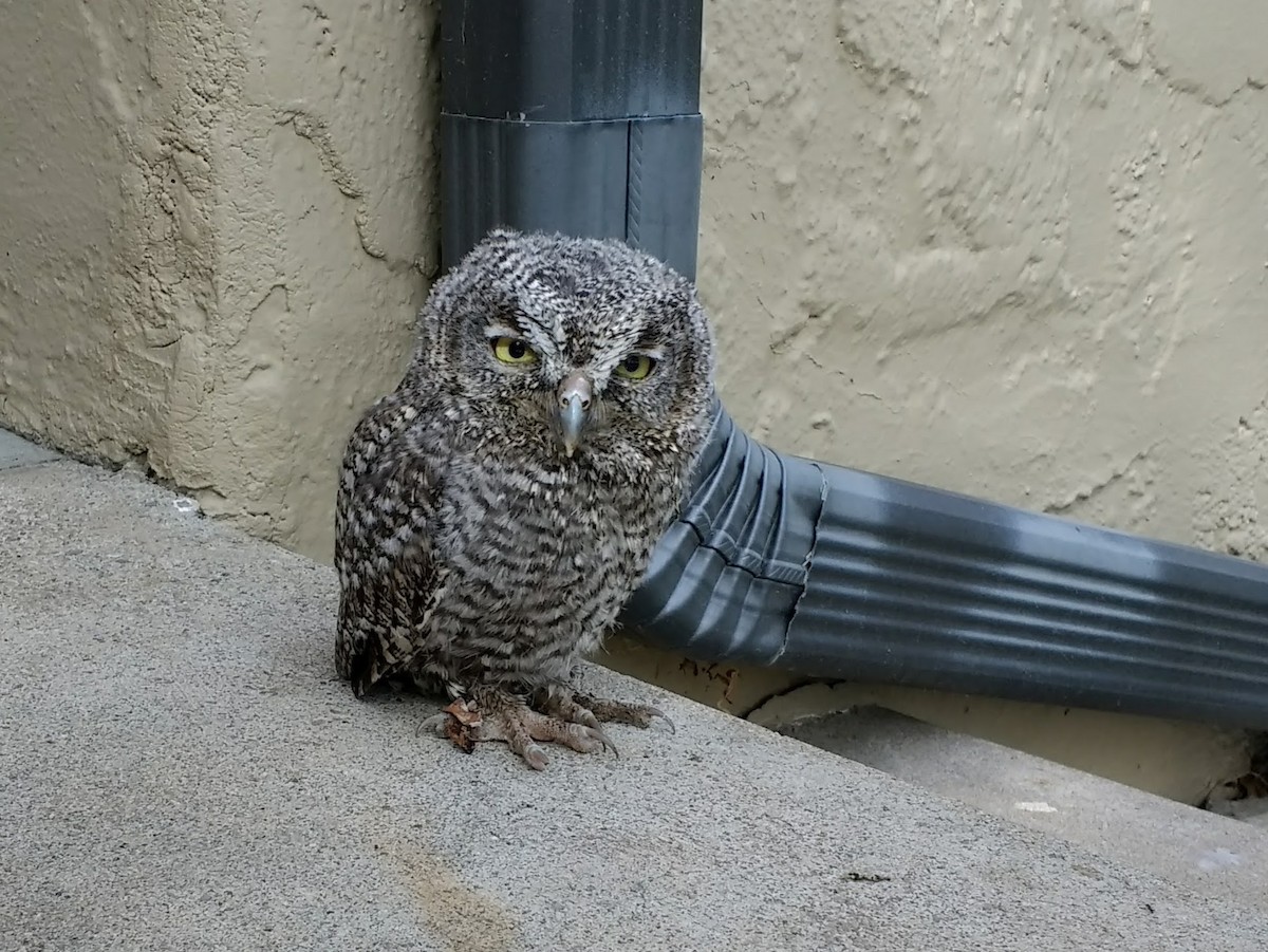 Western Screech-Owl - ML187492431