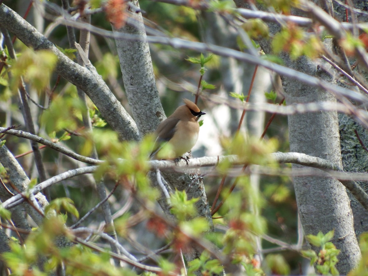 Cedar Waxwing - ML187494081