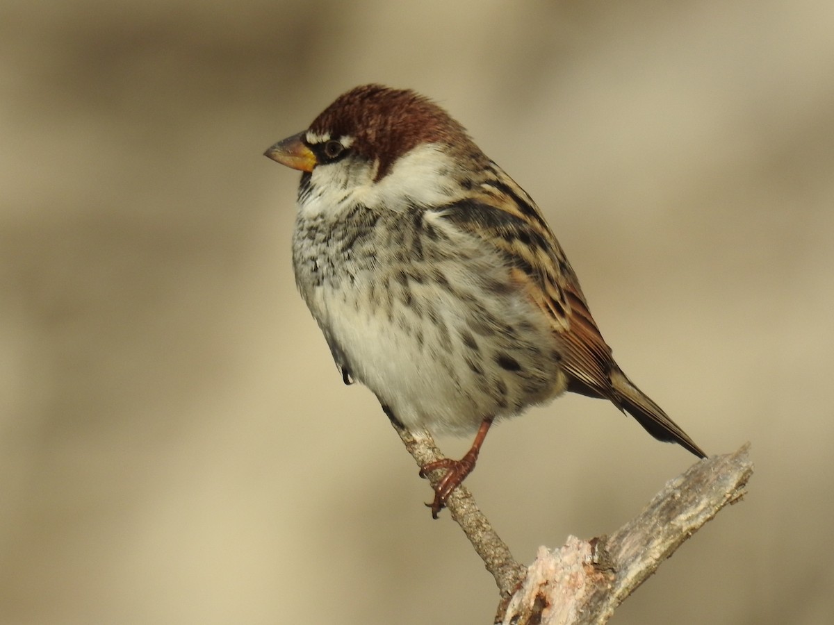 Spanish Sparrow - ML187494311