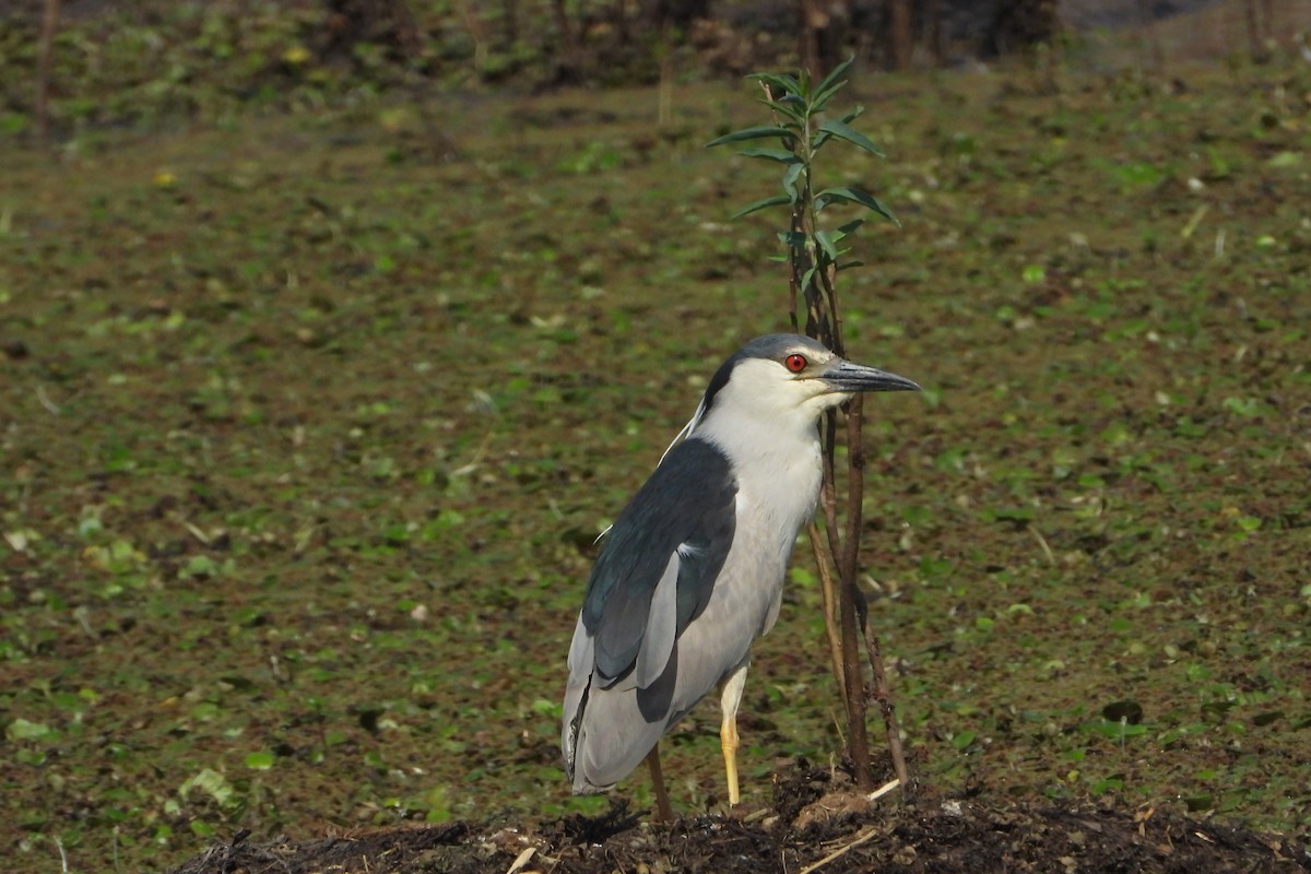 Black-crowned Night Heron - ML187495241