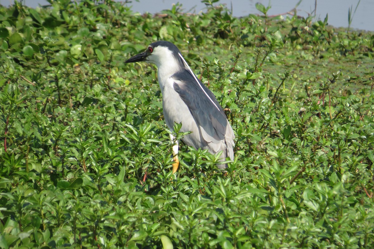 Black-crowned Night Heron - ML187495251