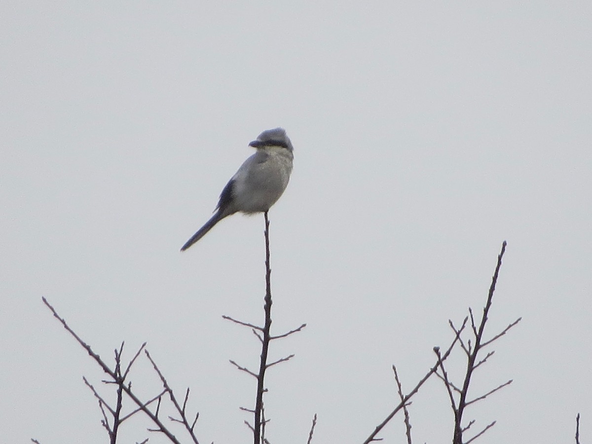 Northern Shrike - Marjorie Watson