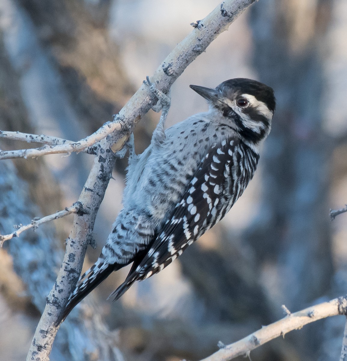 Ladder-backed Woodpecker - Gordon Karre