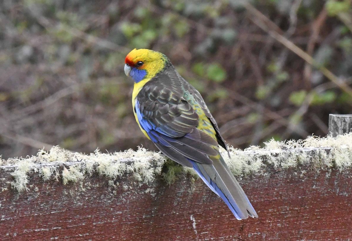 Green Rosella - Michael Hatton