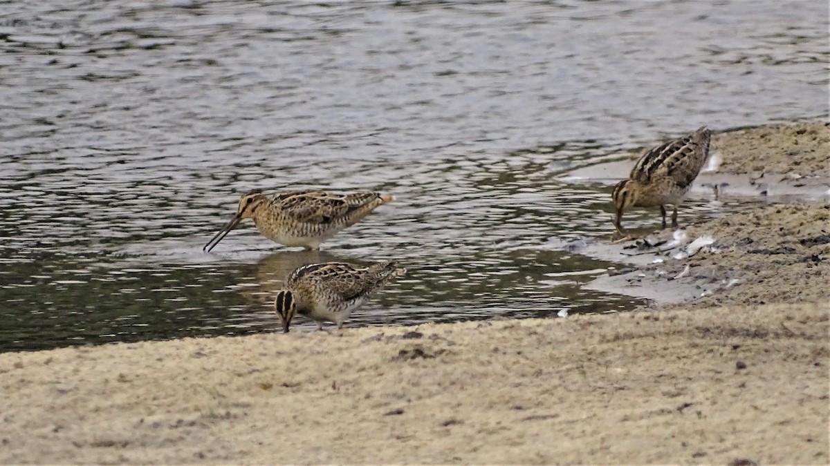 Latham's Snipe - ML187498941