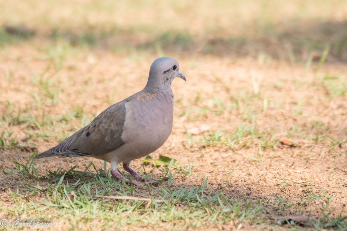 Eared Dove - ML187499071