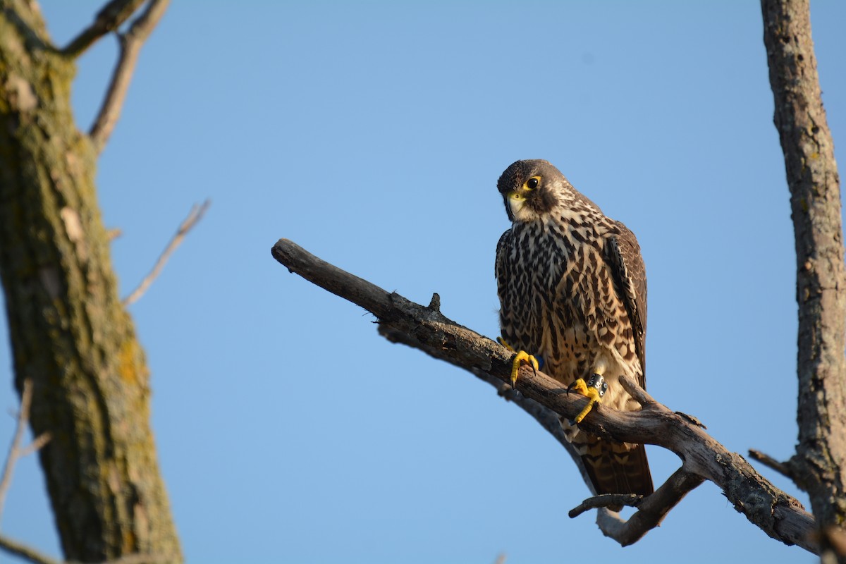 Halcón Peregrino - ML187499131