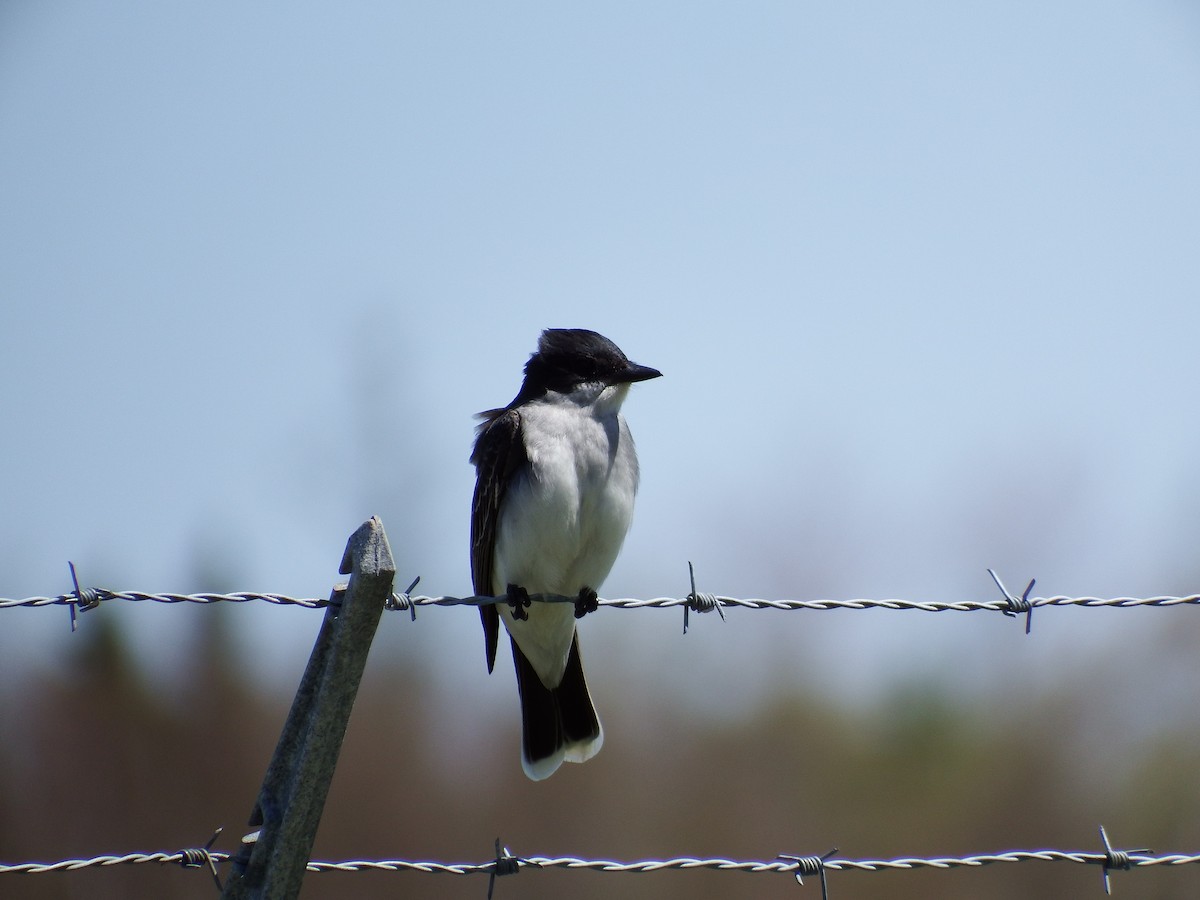 Eastern Kingbird - ML187504331