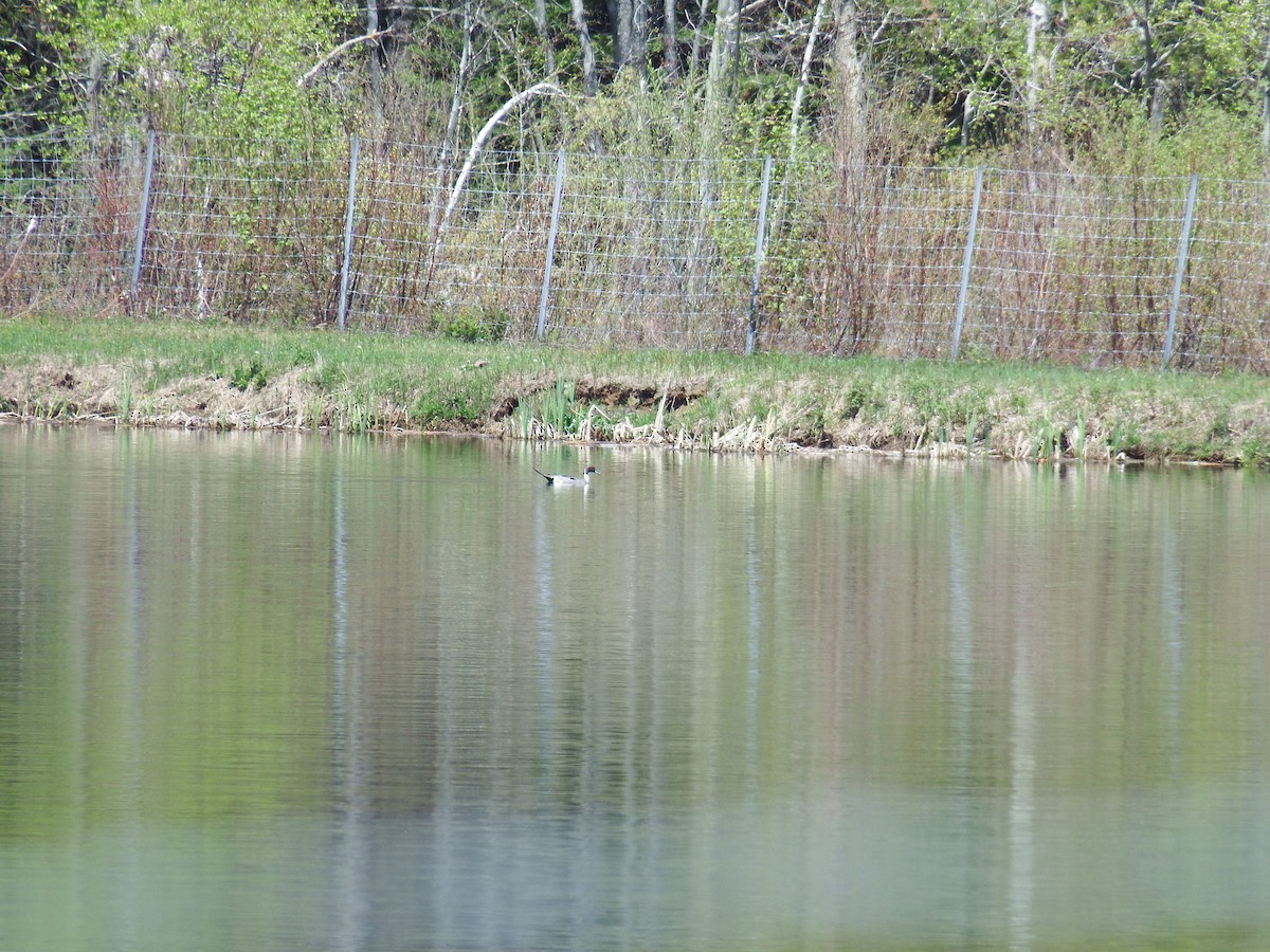 Northern Pintail - Lewnanny Richardson