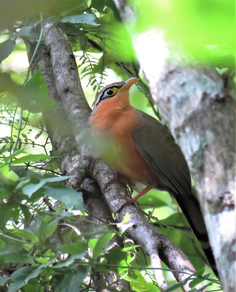 Lesser Ground-Cuckoo - ML187504581