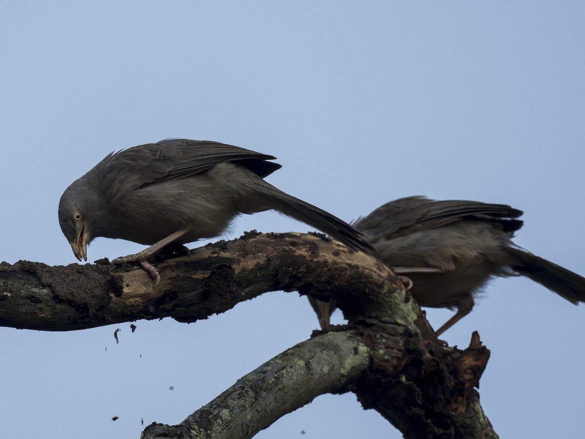 Jungle Babbler - ML187505541