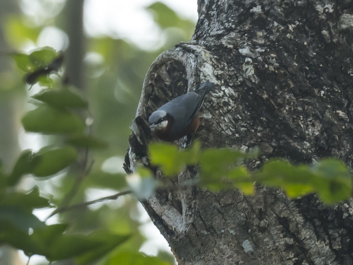 Chestnut-bellied Nuthatch - ML187505641