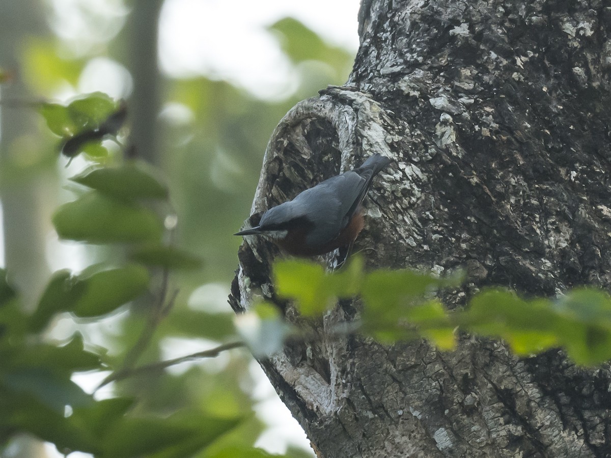 Chestnut-bellied Nuthatch - Subhadra Devi