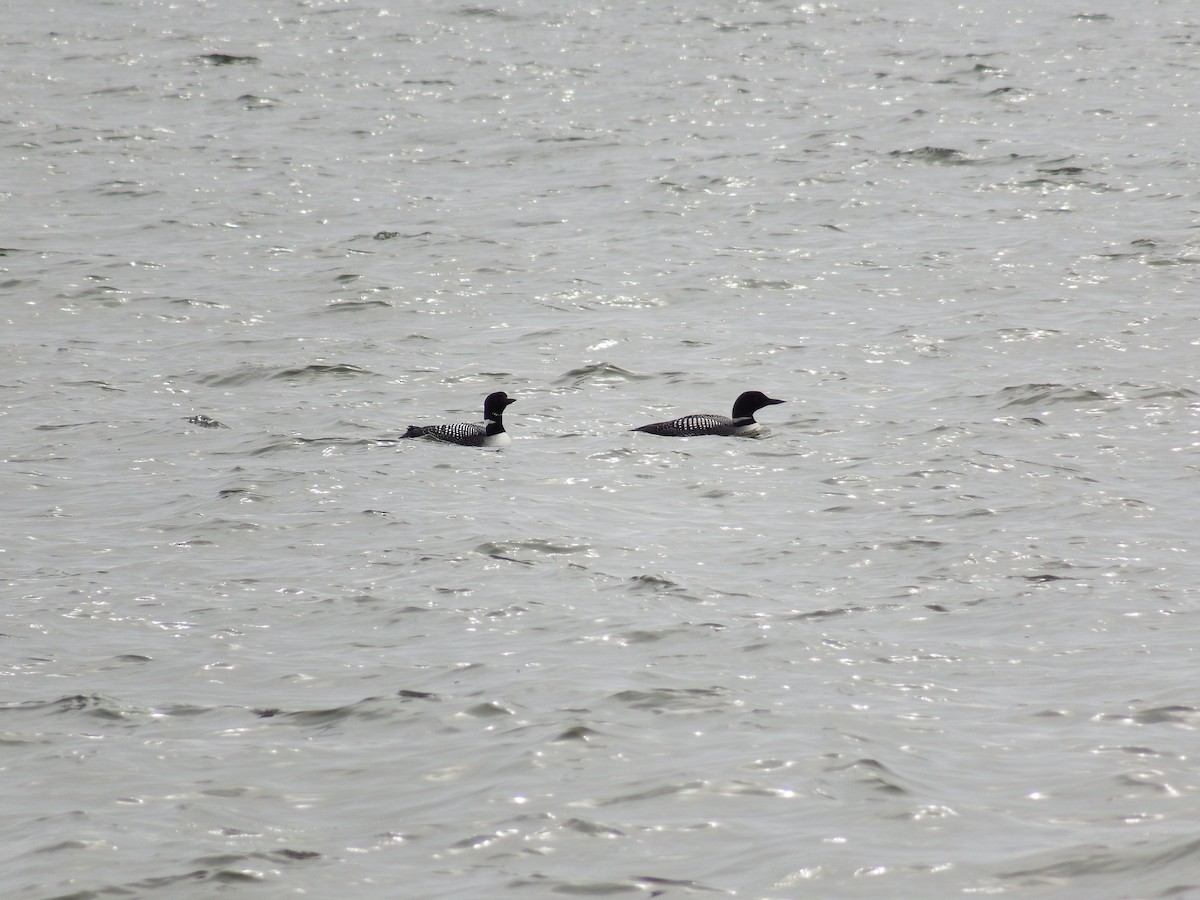 Common Loon - ML187505881