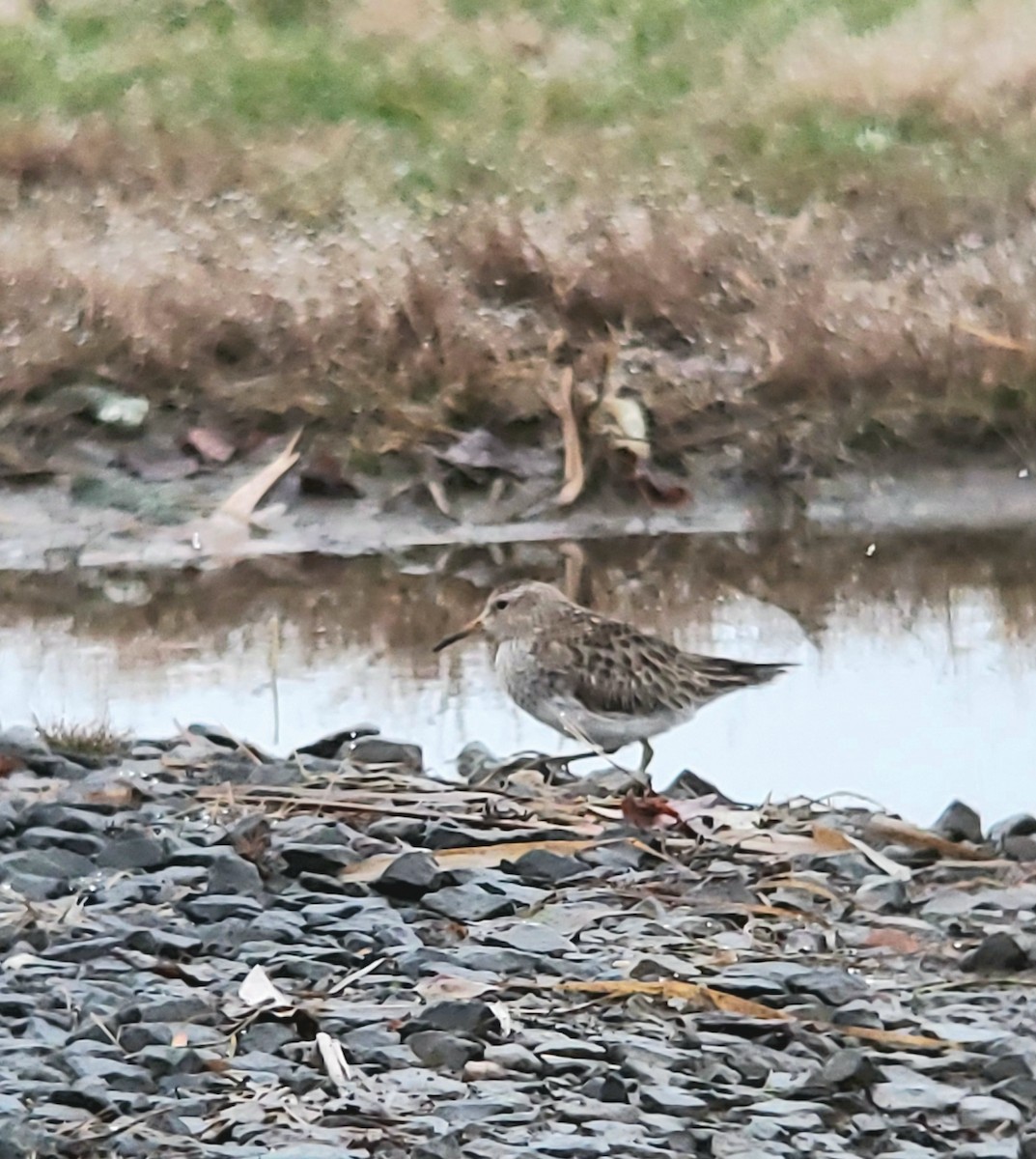 Pectoral Sandpiper - Scott Roxbrough