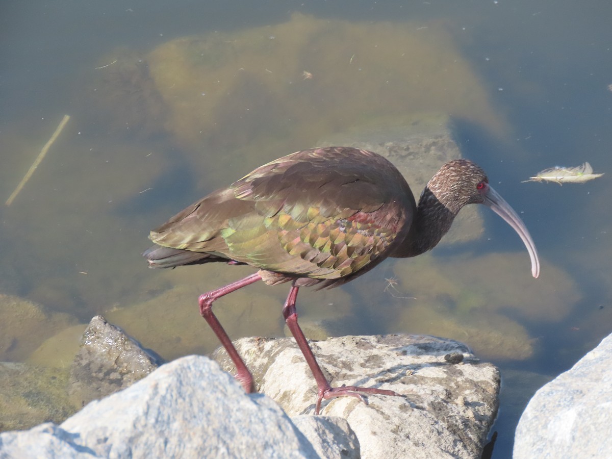 ibis americký - ML187506561