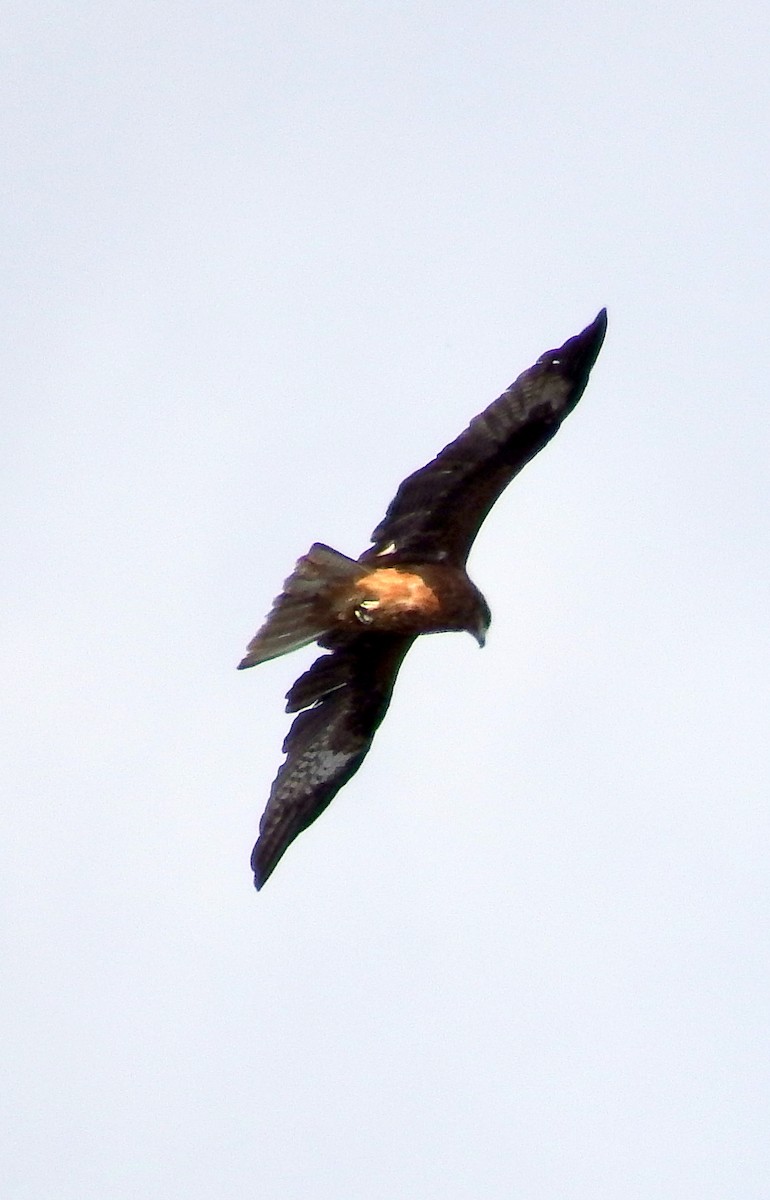 Black Kite (Black-eared) - ML187507371