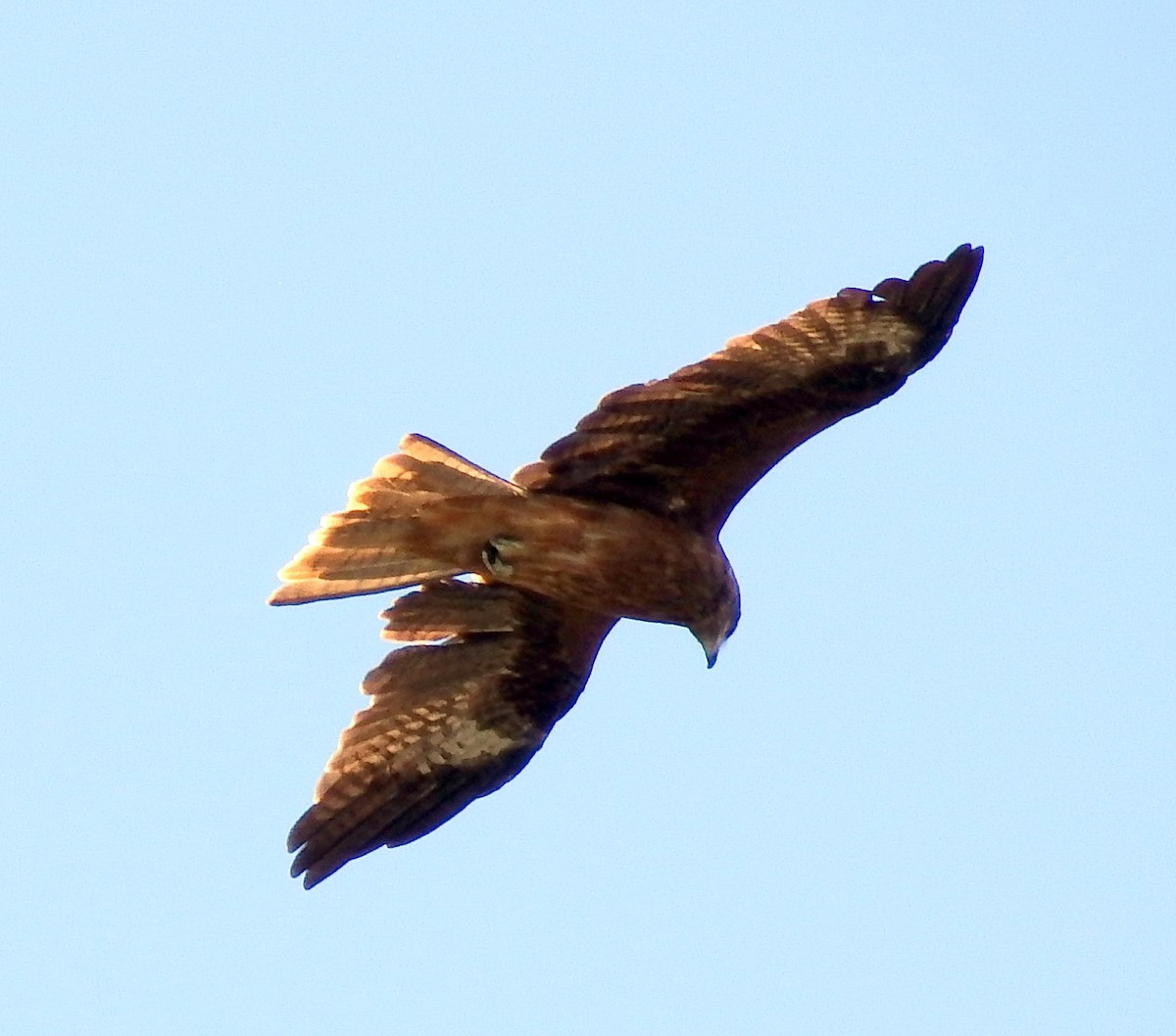 Black Kite (Black-eared) - ML187507491