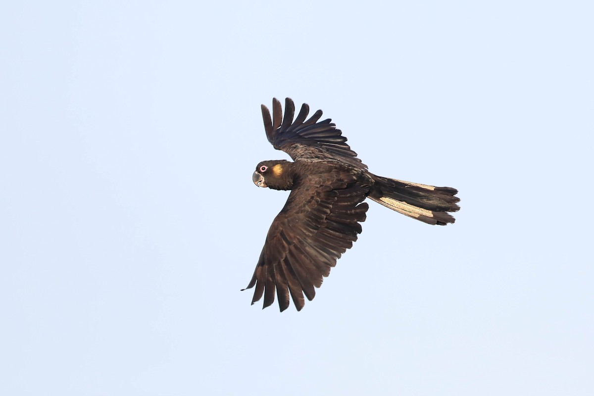 Yellow-tailed Black-Cockatoo - ML187507571