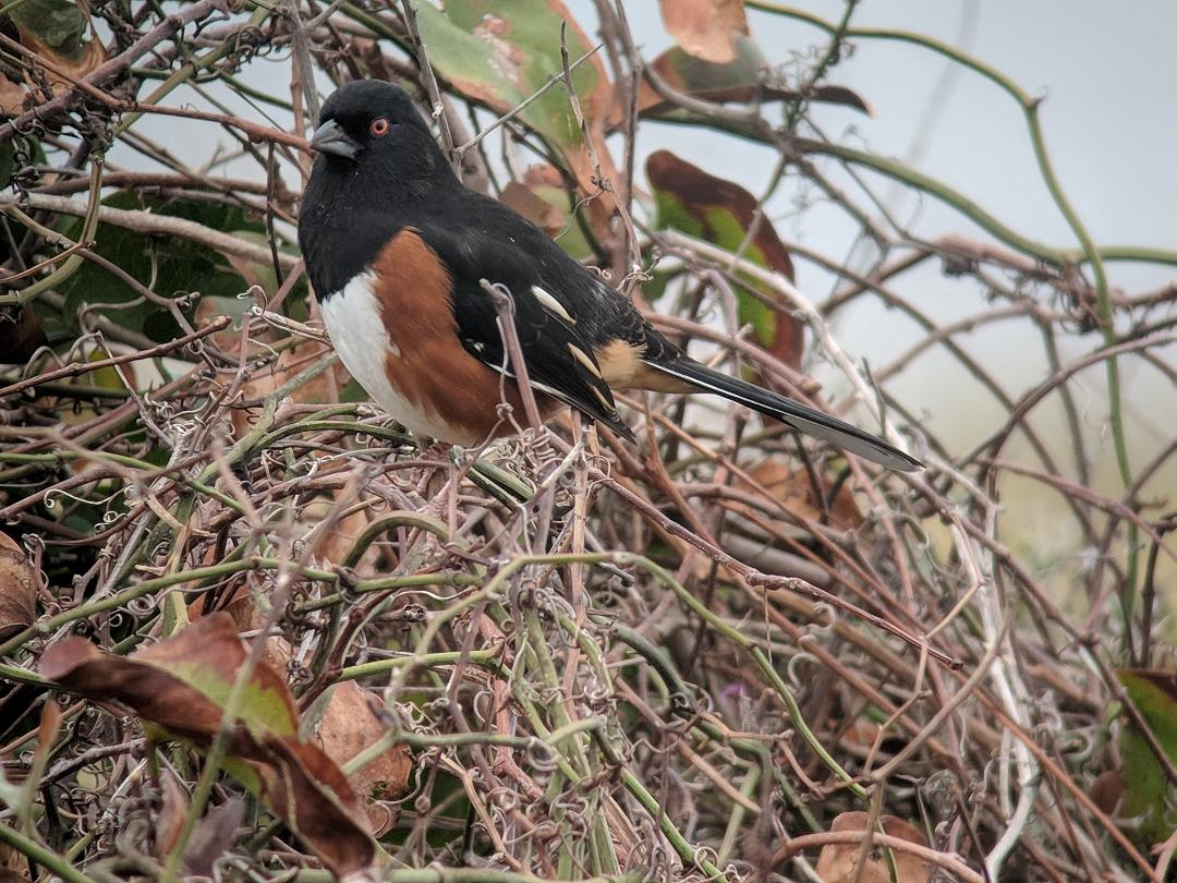Eastern Towhee (Red-eyed) - ML187509491
