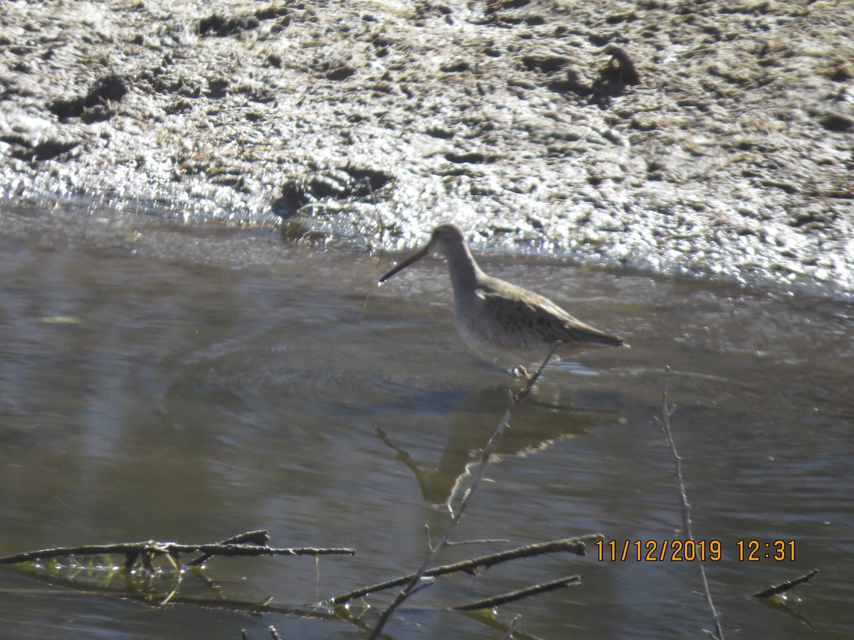 Long-billed Dowitcher - ML187510031