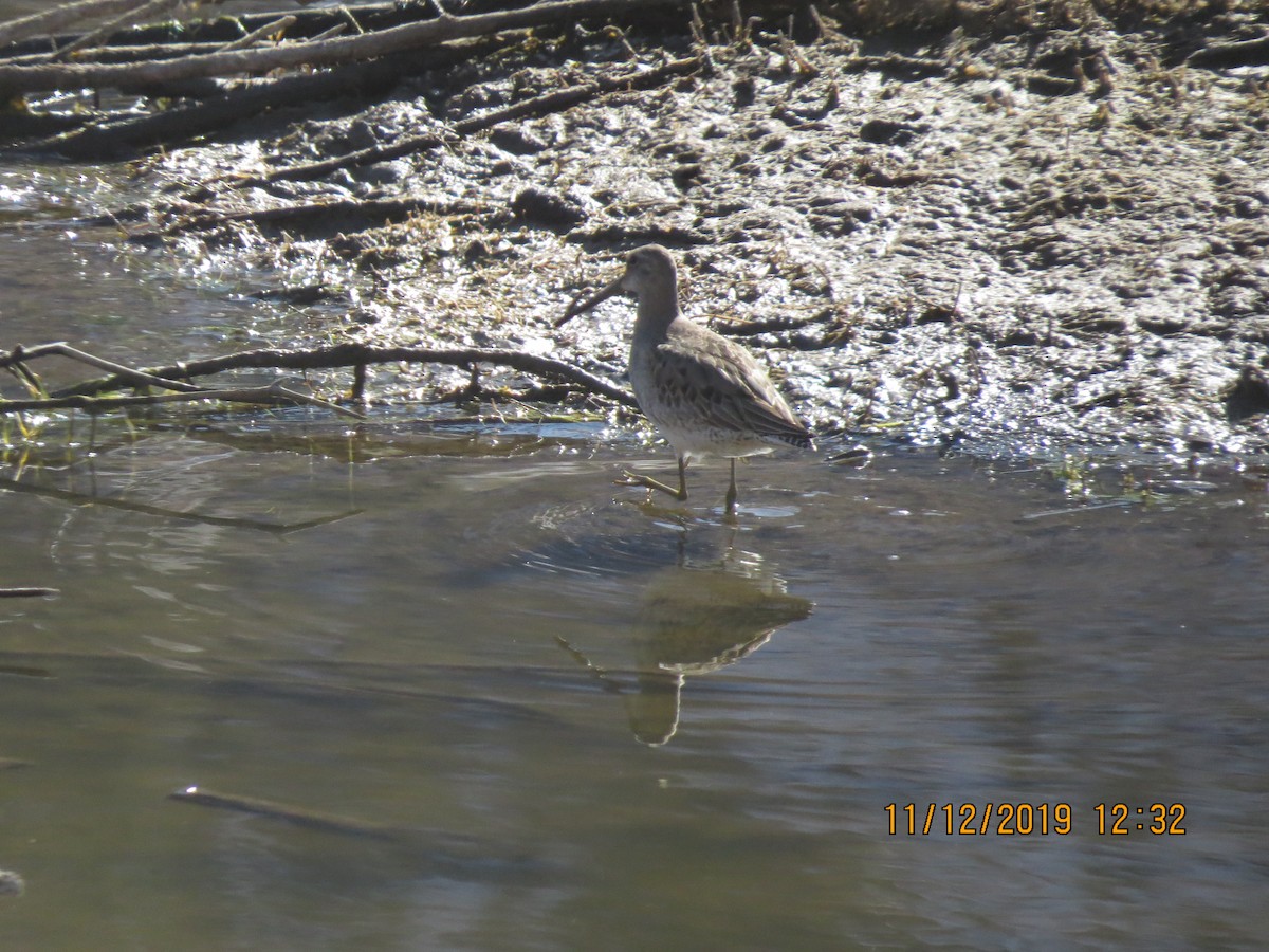 Long-billed Dowitcher - ML187510041