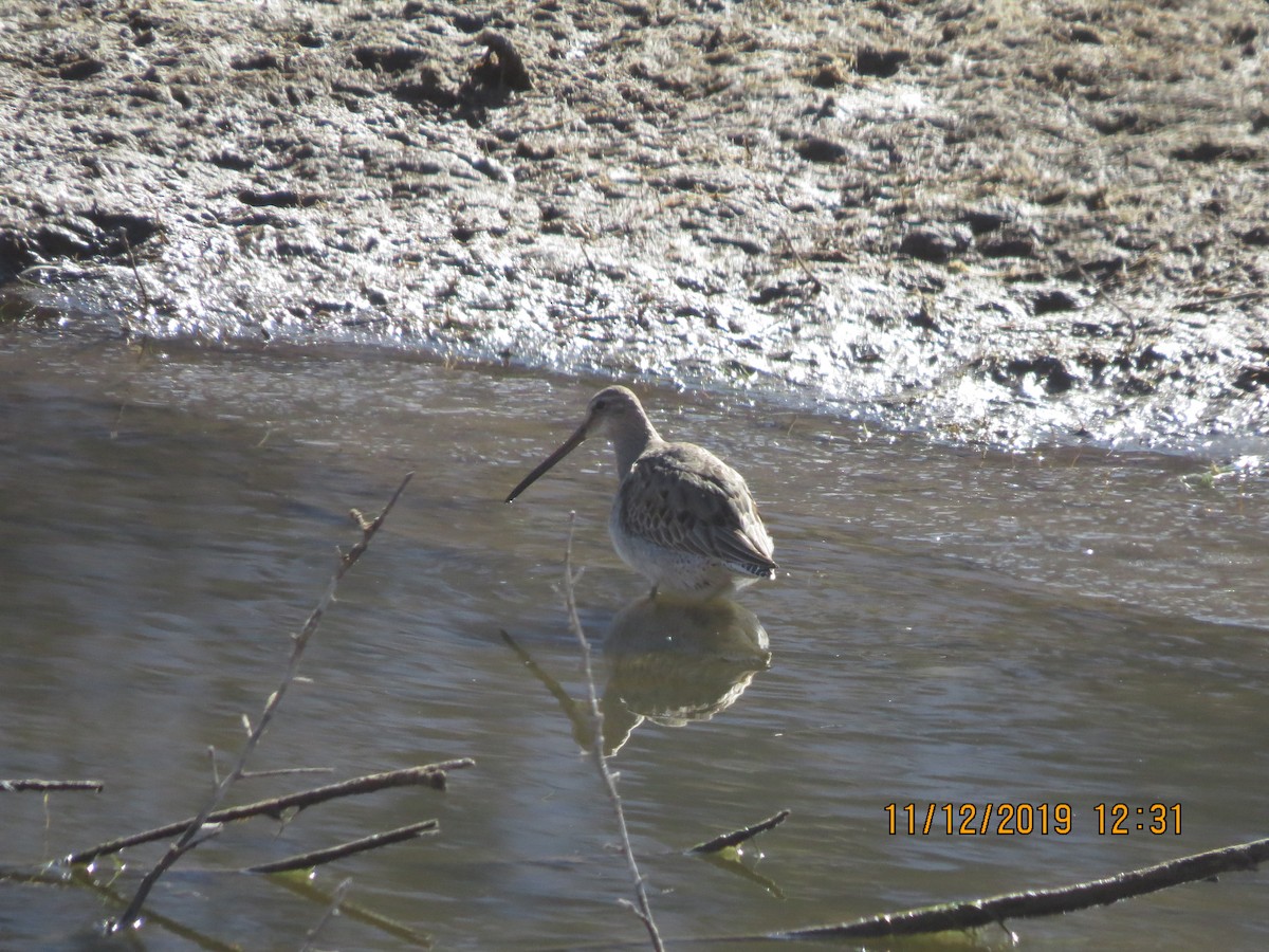 Long-billed Dowitcher - ML187510051