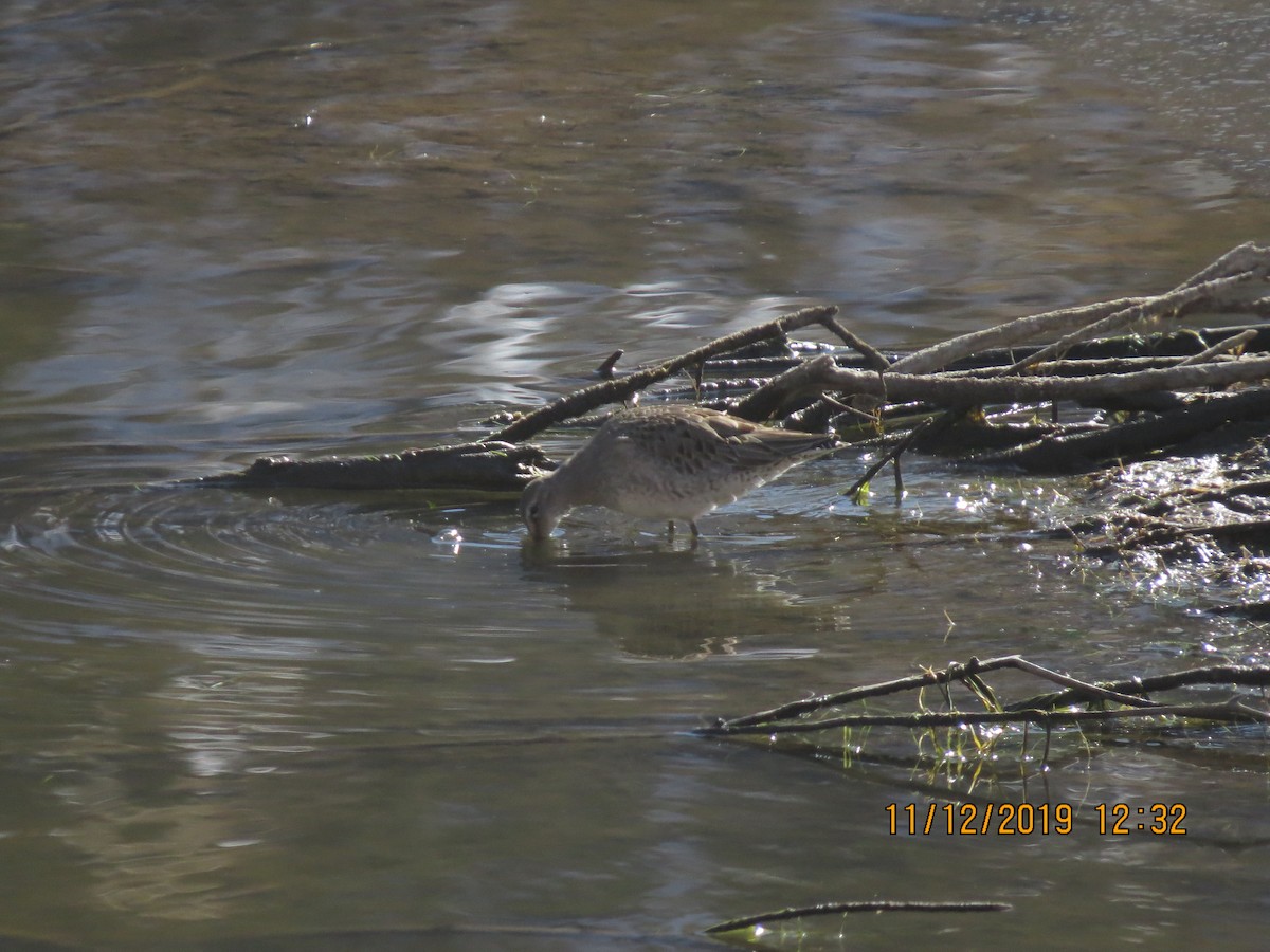 Long-billed Dowitcher - ML187510061