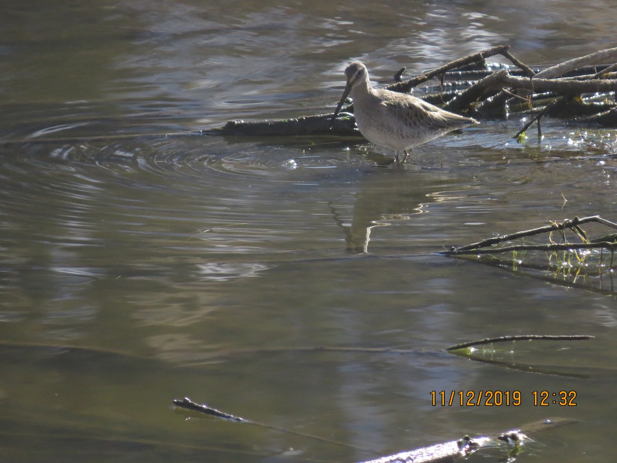 Long-billed Dowitcher - ML187510071