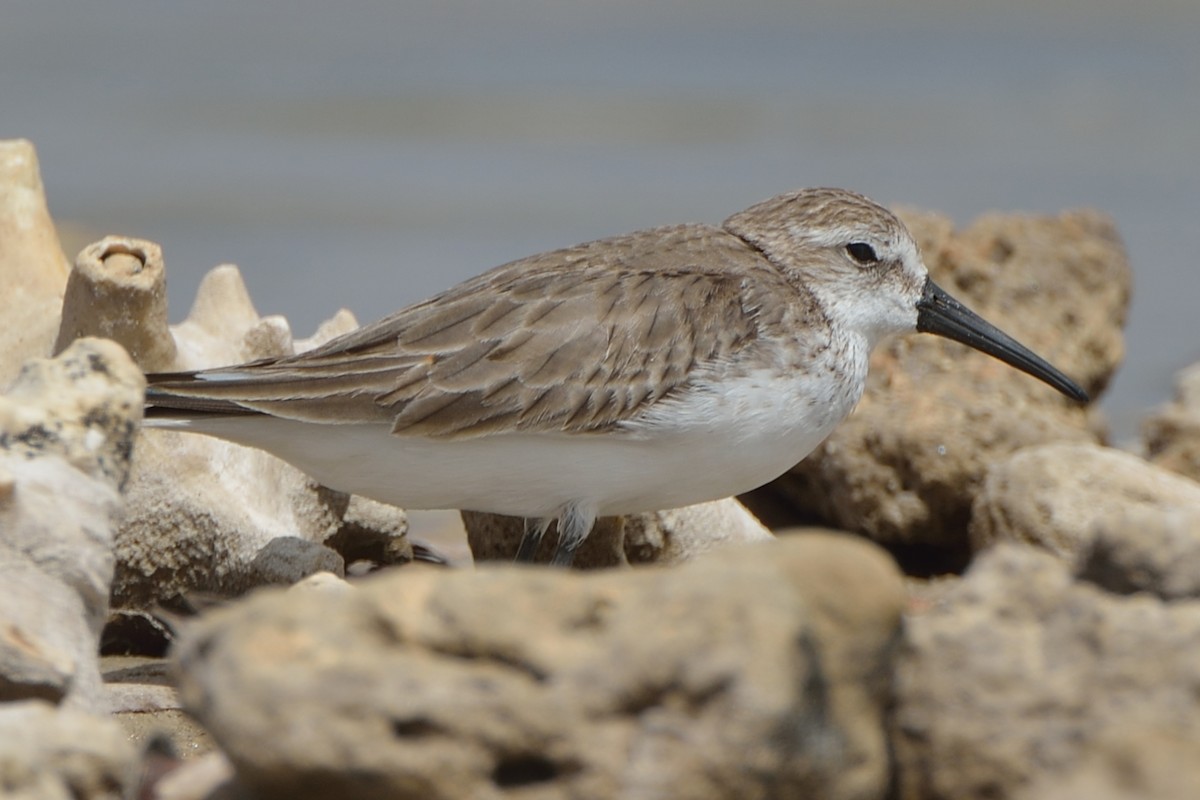 Western Sandpiper - ML187510761