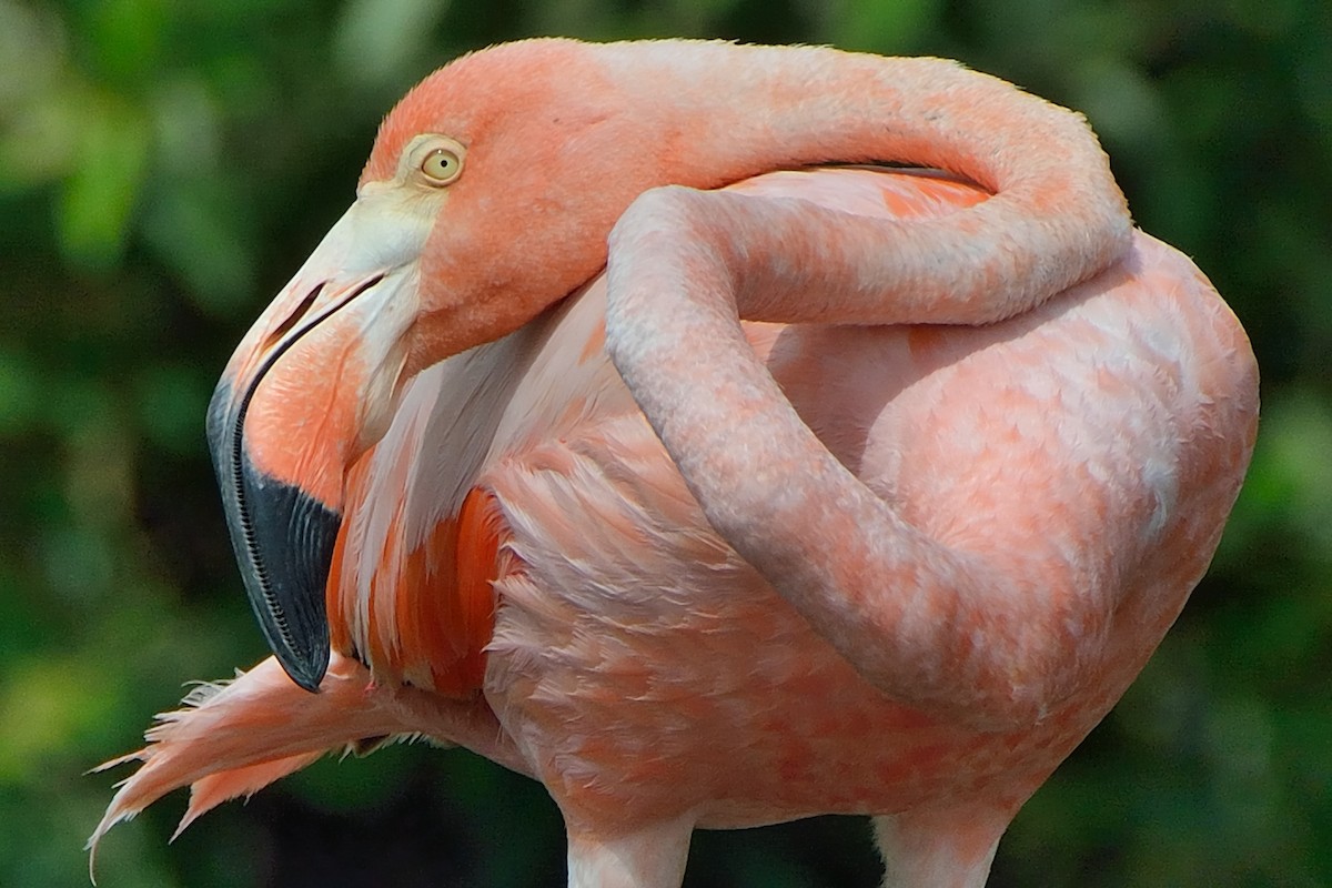 Flamant des Caraïbes - ML187511071