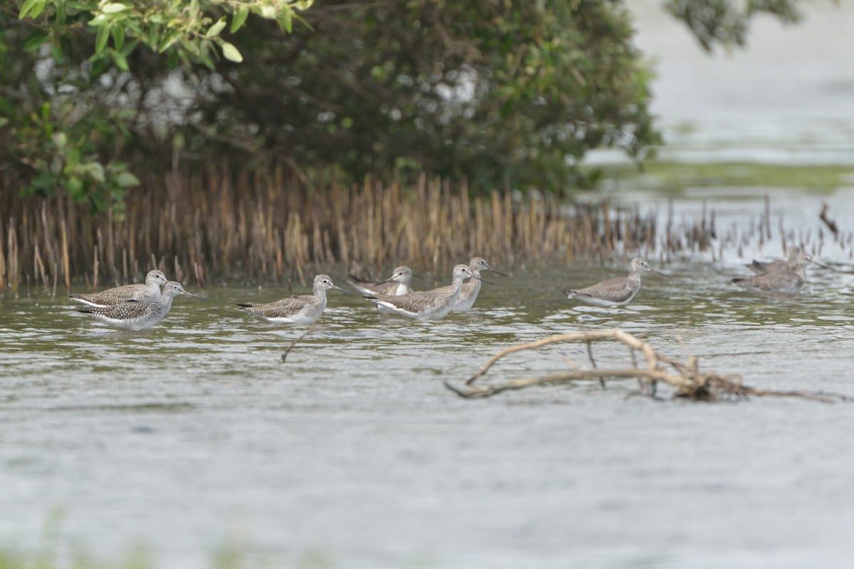 Greater Yellowlegs - ML187511161