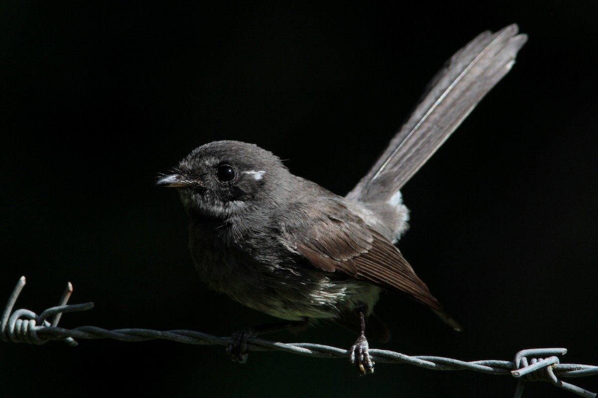 Samoan Fantail - ML187514121