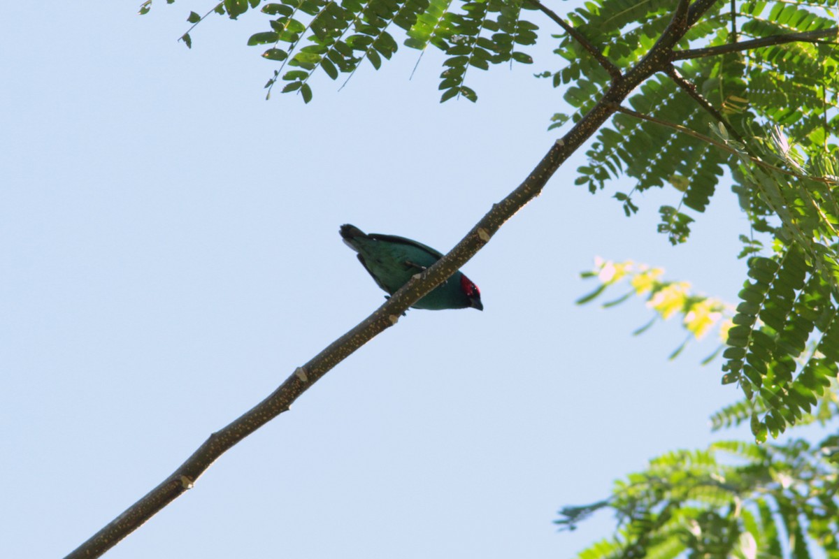 Vanuatu Papağan İspinozu (cyaneovirens/gaughrani) - ML187514781