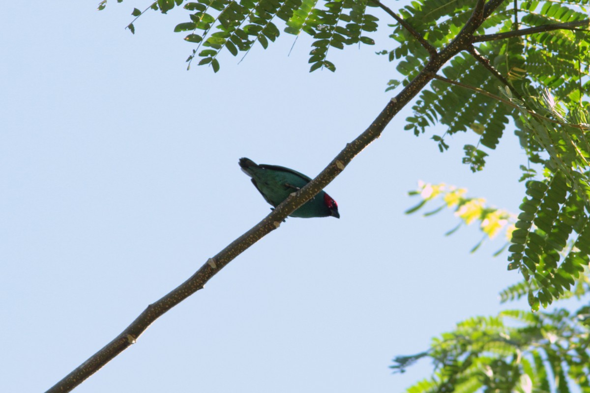 Royal Parrotfinch (Samoan) - Richard Dunn