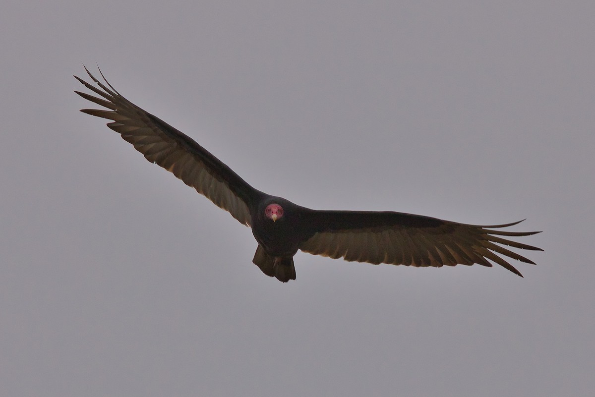 Turkey Vulture - Juan Rodolfo Lillo
