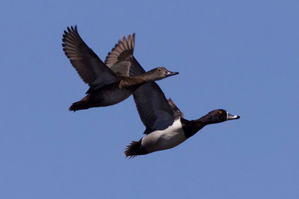 Ring-necked Duck - ML187516401