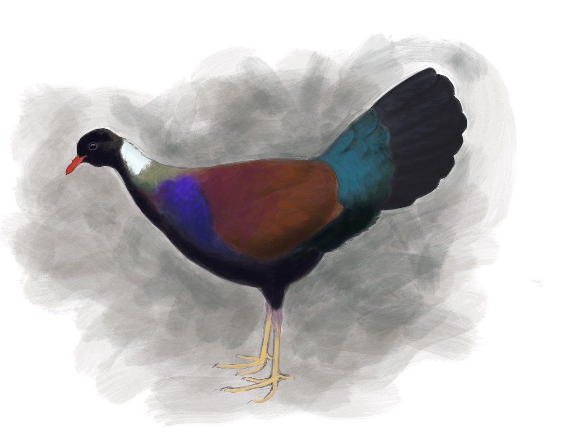 Pheasant Pigeon - ML187517611