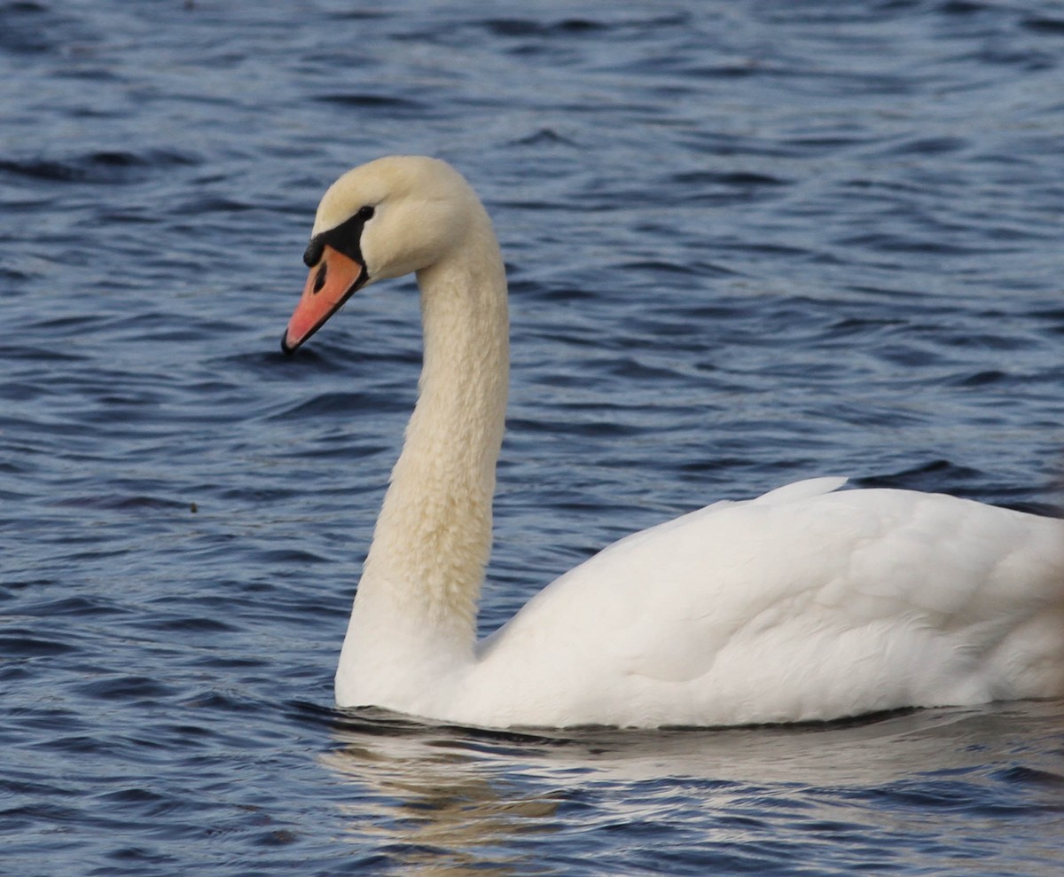 Cygne tuberculé - ML187518911