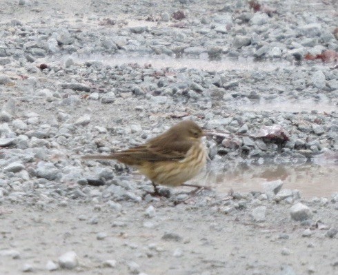 Pipit d'Amérique - ML187519451