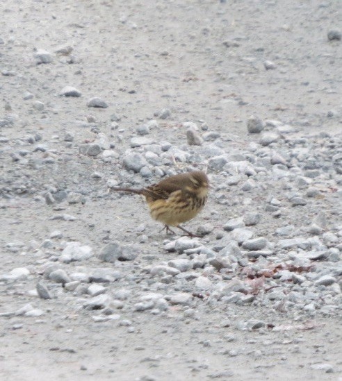 American Pipit - ML187519461