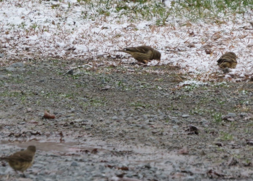 American Pipit - Deborah Grove